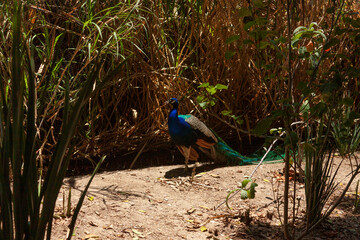 Peacock scientific name: Pavo cristatus.Standing with a long tail with turquoise and blue feathers live bird in conservation hidden among the foliage