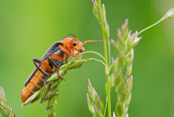 Cantharis livida, insect , macro