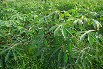 cassava tree growing on nature background