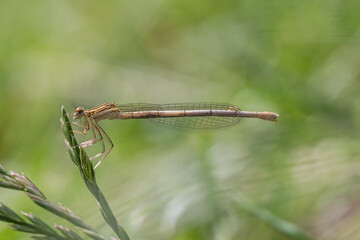 Ważka pióronóg zwykły na łące