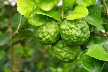 Fototapeta premium Bergamot fruit, citrus herb, leaves used in cooking to add aroma on blur background.
