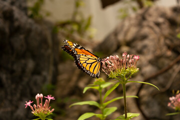 Monarch insect butterfly scientific name Danaus plexippus holds onto flower petals with long legs to suck nectar