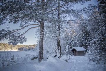winter in the forest