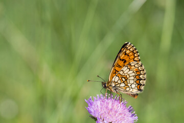 Motyl przeplatka atalia na zielonym tle łaki