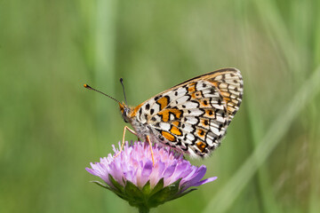Motyl przeplatka cinksia na zielonym tle