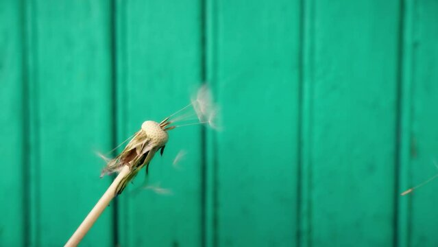 Slow motion shooting of flying dandelion seeds