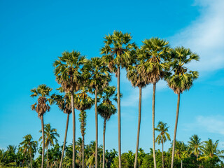 Obraz premium palm trees on blue sky background