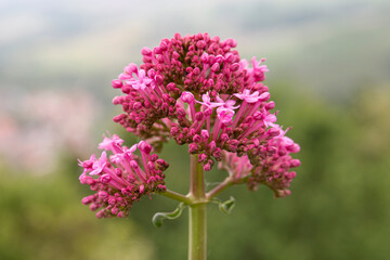 Obraz premium Red valerian flower. Close-up picture of red valerian (Centranthus ruber) ornamental plant.