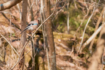 A forest bird sits on a tree branch in the forest.