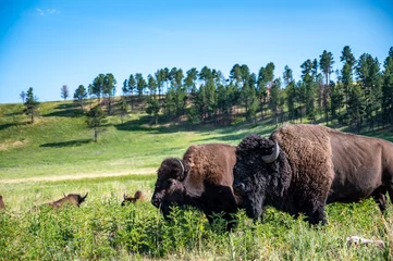 Fototapeten Herd of bison roaming across the open plains for Custer State Park in South Dakota.  © Lost_in_the_Midwest