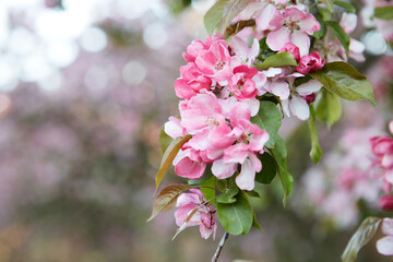 Closeup apple tree branch with rose flowers, blur background.