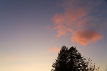 Fototapeta na wymiar Silhouette of a tree against the sunset sky.