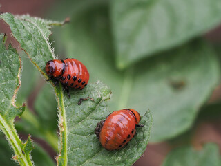 Kartoffelkäferlarven fressen Kartoffelblätter