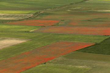 Naklejka premium Summer flowering in Castelluccio di Norcia