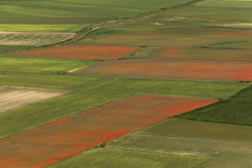  Summer flowering in Castelluccio di Norcia