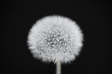Head of a white dandelion on a black background.