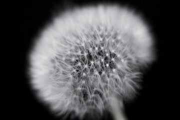 Dandelion close-up on a black background.