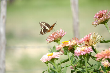 Butterfly on zinnia flower blooms in garden during summer with blurred background.