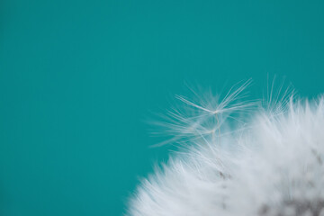 White blowball dandelion on blue background. Macro. Soft focus.