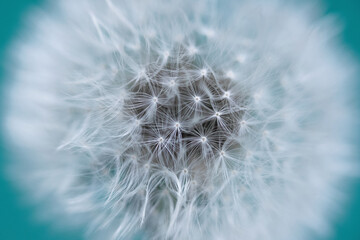 Dandelion close-up on a green background.