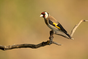 European goldfinch near a natural water point, in summer, with the last light of the day