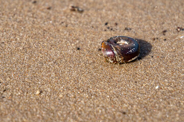 shell on sand