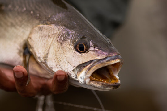 huge south african Kob fish caught by a flyfisherman