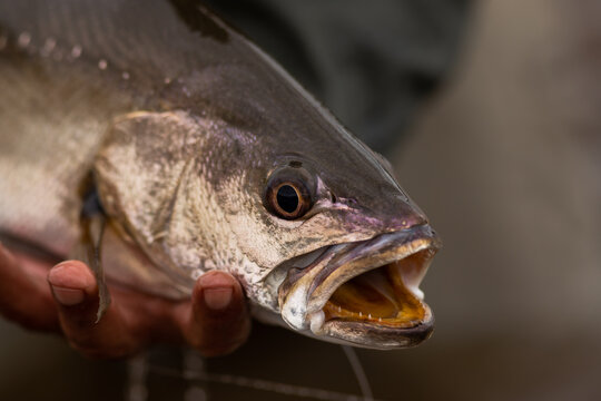 huge kob fish close up with dangerous teeth