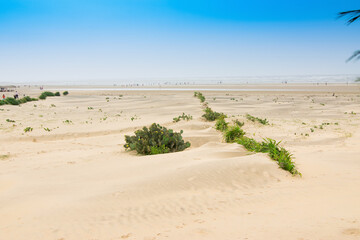Tajpur sea beach - bay of Bengal, India. View of Cactus on sand dunes with blue sky in the background.