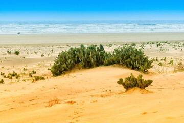 Tajpur sea beach - bay of Bengal, India. View of Cactus on sand dunes with blue sky in the background.
