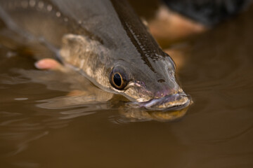 close up of a huge fish caught by a fisherman