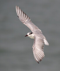 Whiskered Tern in flight .Whiskered Tern is a bird of the Old World.  They breed in scattered locations in Europe, Asia, Africa, and Australia.