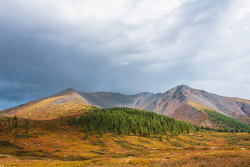 Obraz premium Scenic motley autumn landscape with forest on sunlit multicolor hill and rocky mountain range under dramatic sky. Vivid autumn colors in mountains. Sunlight and shadows of clouds in changeable weather