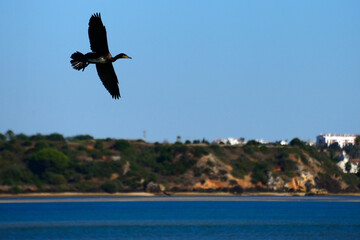 Great Black Cormorant flying, Estuary of Alvor and Odiaxere rivers, staging post for migrating birds, Natura 2000 site, area between Lagos, Odiaxere and Alvor, Faro district, Algarve, Portugal, Europe