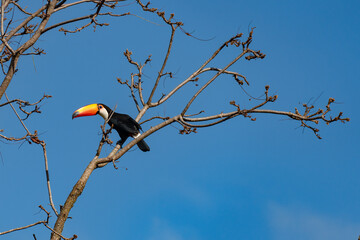 Pássaro tucano repousando em galhos secos de árvore com fundo azul. Brasil, 2022. © Paulo