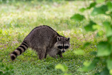 A raccoon making eye contact while foraging in the grass.