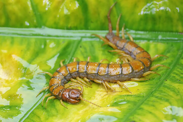 A centipede is looking for prey on taro leaves. This multi-legged animal has the scientific name...