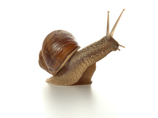 Helix pomatia.Grape snail standing surprised isolated on white background. Macro shot.
