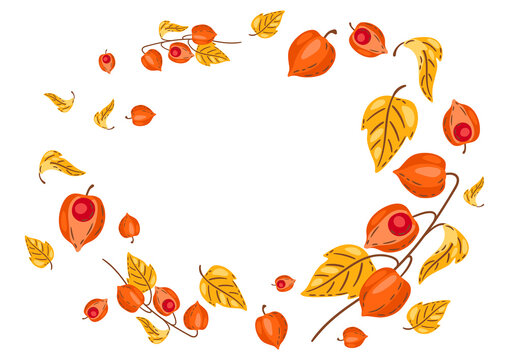 Background from fesalis sprigs with berries. Image of autumn plant.