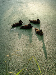 two young ducks sit on a water