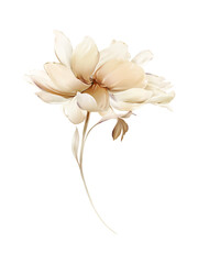 Light peony on a white background. Watercolor style illustration