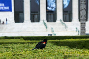 CHICAGO, ILLINOIS, UNITED STATES - MAY 12, 2018: A black bird on a green hedge outside the Field Museum of Natural History in Chicago