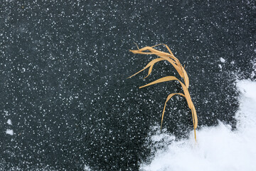 dry reeds on ice in the snow, top view