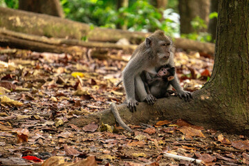 monkeys in the forest