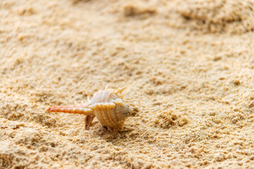 Hermit crab on the beach at Koh Kradan in Trang, Thailand. 