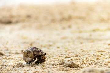 Hermit crab on the beach at Koh Kradan in Trang, Thailand. 