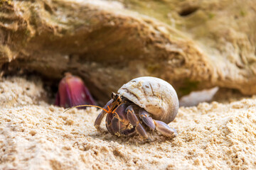 Hermit crab on the beach at Koh Kradan in Trang, Thailand. 