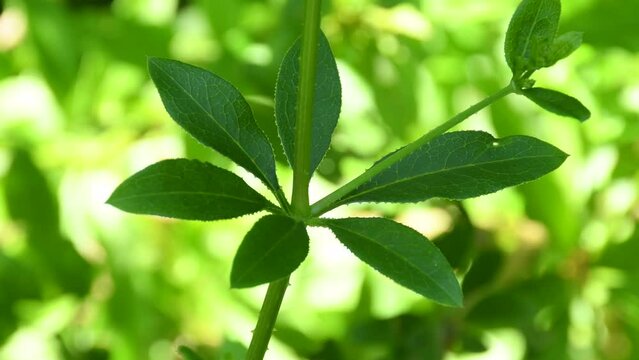  rose madder,  medicinal plant abd dye with leaves in summer
