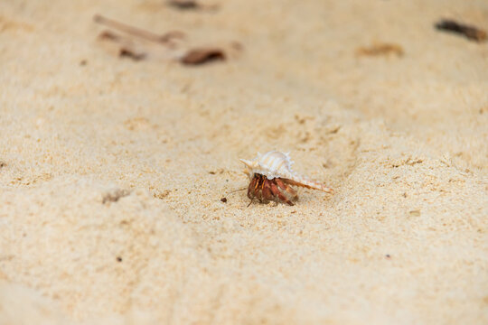 Hermit crab on the beach at Koh Kradan in Trang, Thailand. 