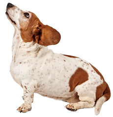 Basset Hound Dog With Ears Flying Back  